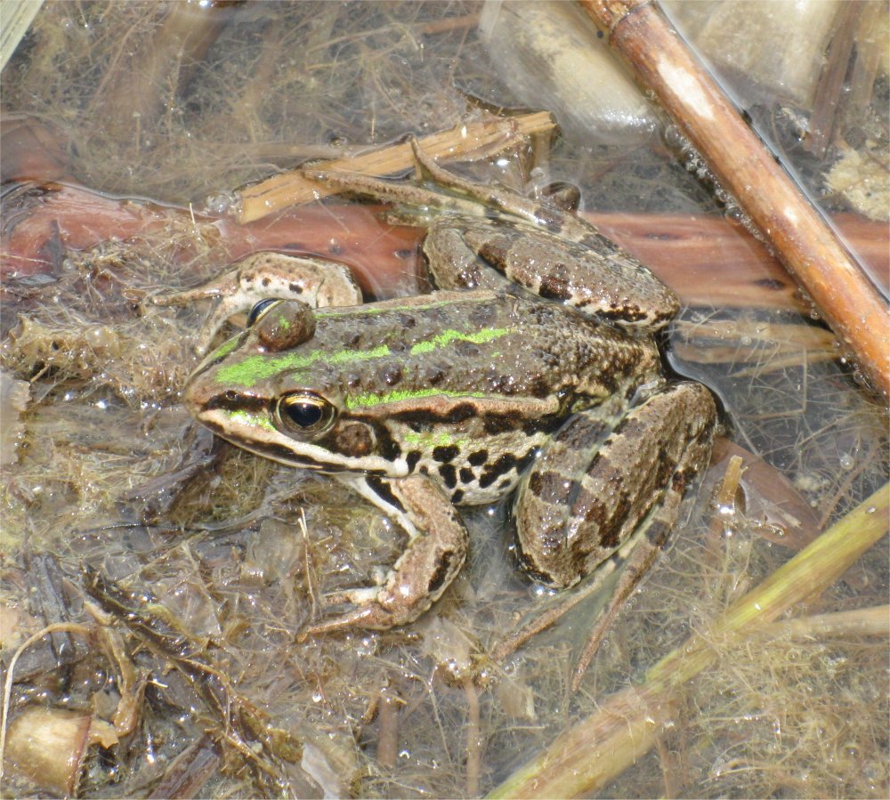 Identificazione rane - Pelophylax sp. (prov. Grosseto)